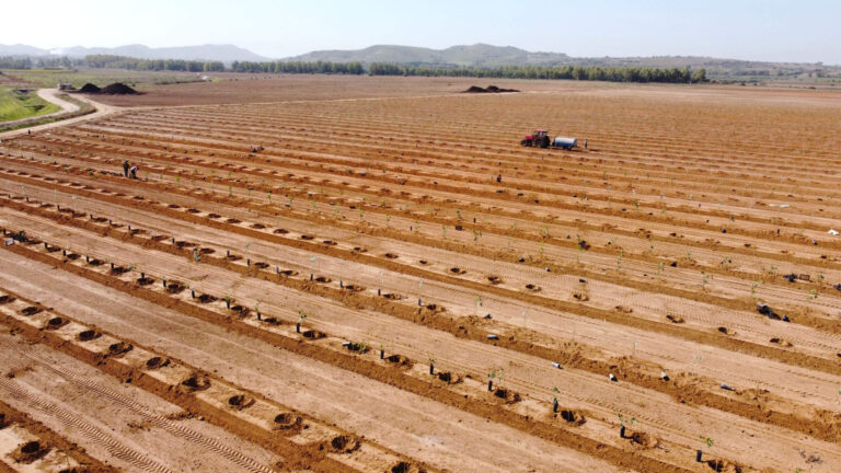 Persea produce avocado in Italia da agricoltura rigenerativa e vende crediti di sostenibilità tokenizzati