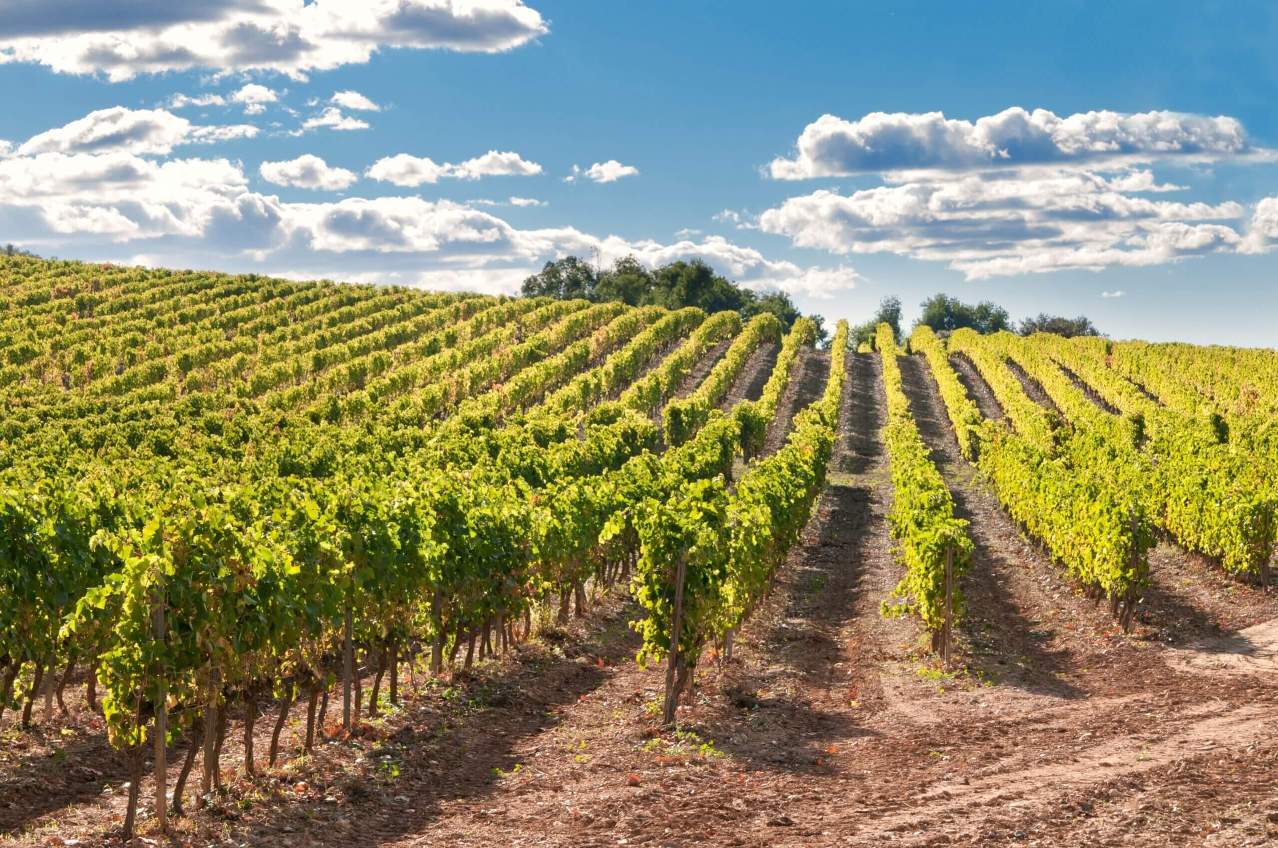 vitivinicolo vinicolo